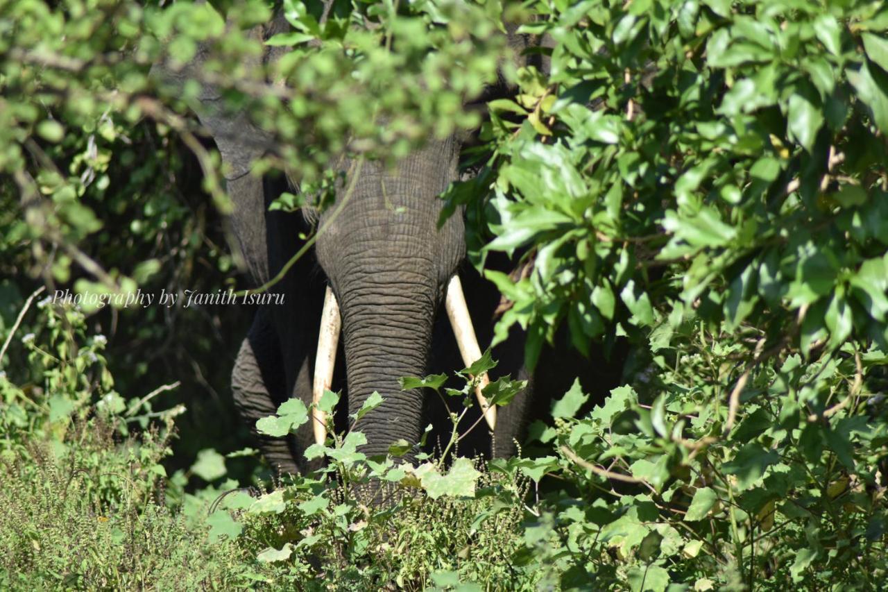 Forest Edge Safari Villa Udawalawe Bagian luar foto